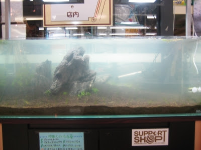 レアザリガニ入荷 ラビータ東古松店