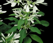 snowflake (6)