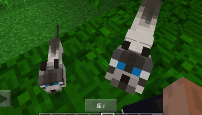 マインクラフトpe Pc ヤマネコの飼いならし方 ヤマネコの特性とキャットタワーの作り方 マイクラモール