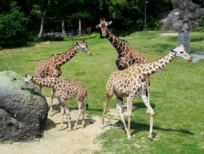 キリンの アキコ 15日から一般公開 東愛知新聞
