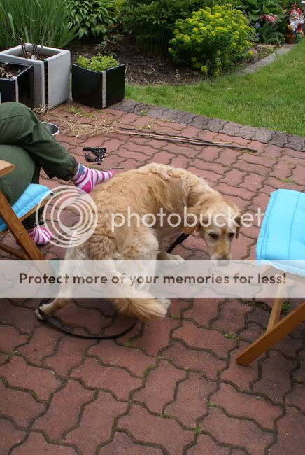 Elsa Golden Retriever 2