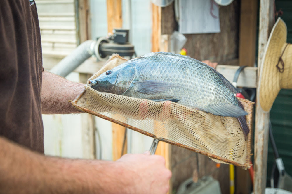 aquaponics vs. hydroponics: which is better? - upstart
