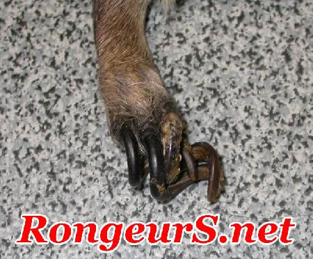 Coupe griffe chat truffaut