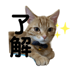 Lineスタンプ アメリカ の完全一覧 全1000種類