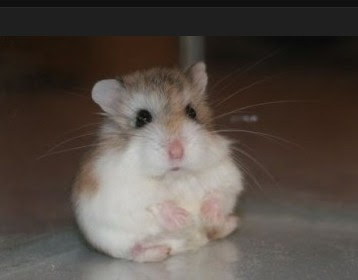 鼠粮没有了 还可以喂什么给仓鼠吃 仓鼠除了吃鼠粮以外还能喂些什么 朵拉利品网