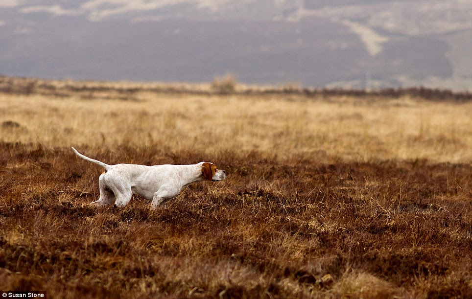 On the prowl: Dogs At Work winner Susan Stone Amport from Switzerland, whose photograph of a Pointer contrasted against everlasting fields wowed the judges