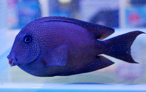 スリランカ 海水魚 直輸入便 入荷 Azulブログ