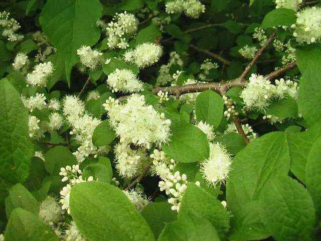 サワフタギ 高山植物図鑑 登山道の花