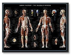 Anatomy Tools Anatomical Wall Chart - The Compleat ...