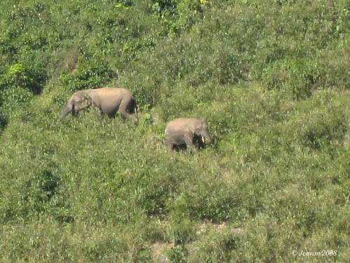 Couple of elephants