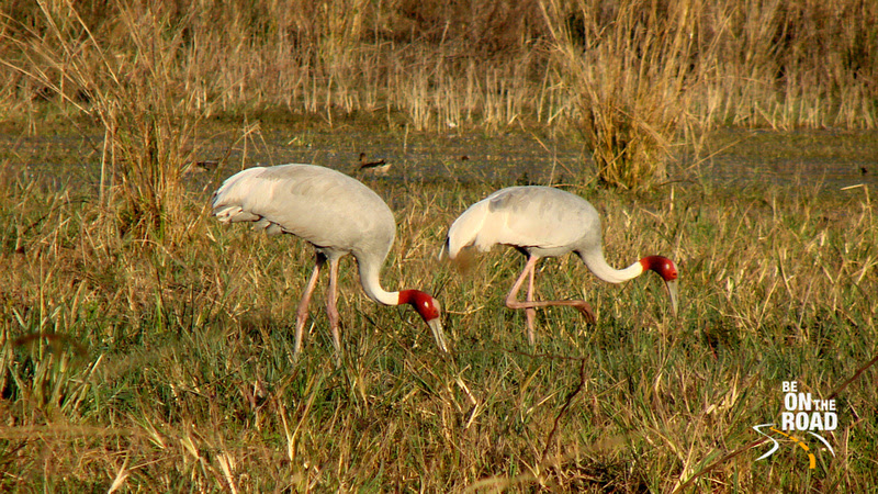 Sarus Crane Couple at Bharatpur Bird Sanctuary, Rajasthan, India