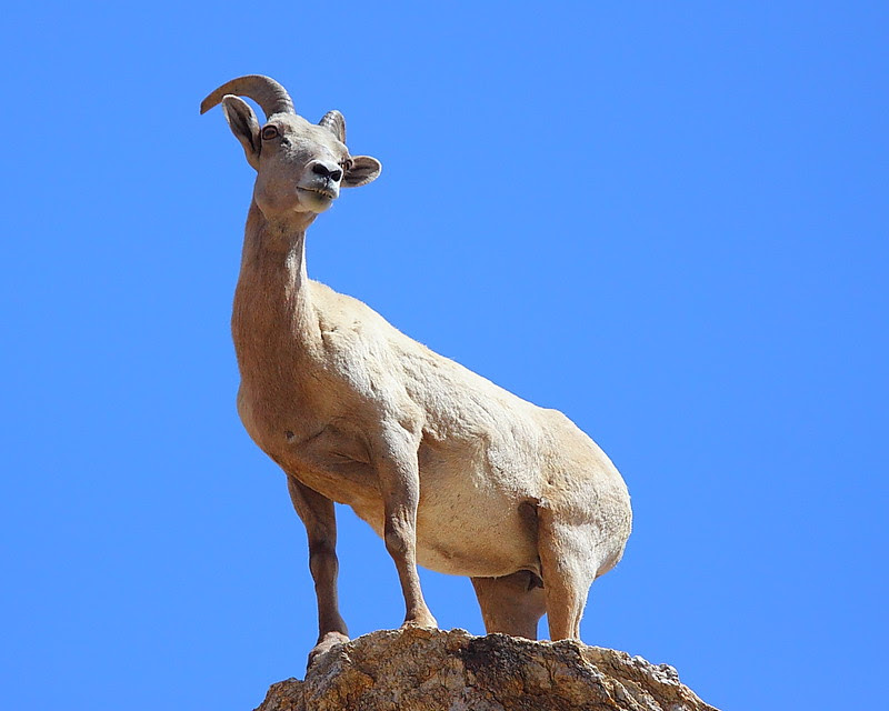 IMG_8779 Peninsular Desert Bighorn Sheep (Ewe), Anza-Borrego Desert State Park, CA