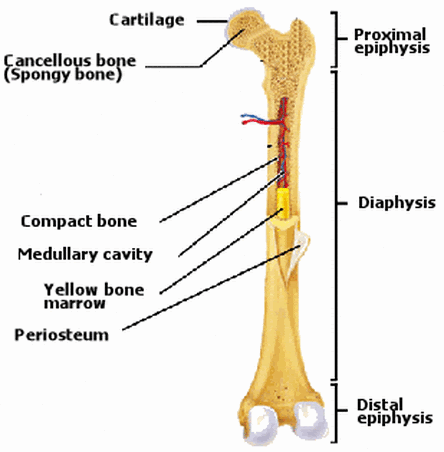 Skeletal System - bodysystems.weebly.com