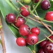 Inspirasi Baru 22+ Buah Salam