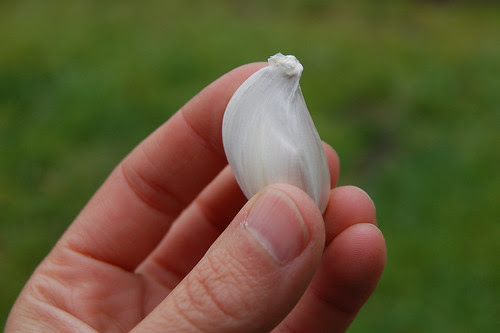 This garlic clove will become a whole head!