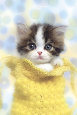 Kucing Anggora Lucu Kucing Anggora Lucu