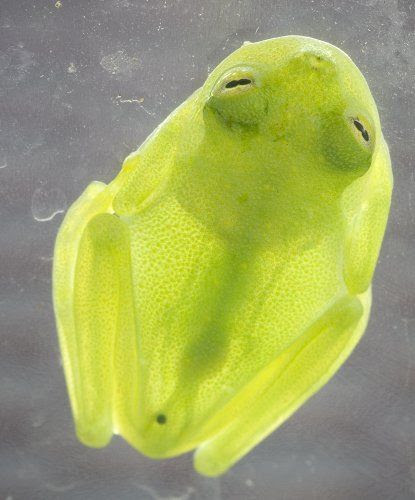 Glass frogs have a lime green skin that is semitransparent, allowing you to