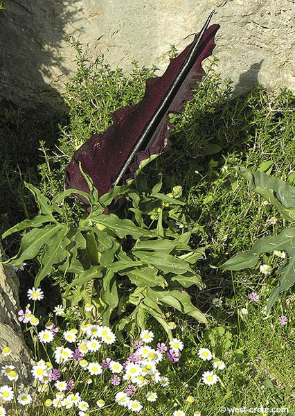http://www.west-crete.com/flowers/photos/dracunculus_vulgaris-1.jpg