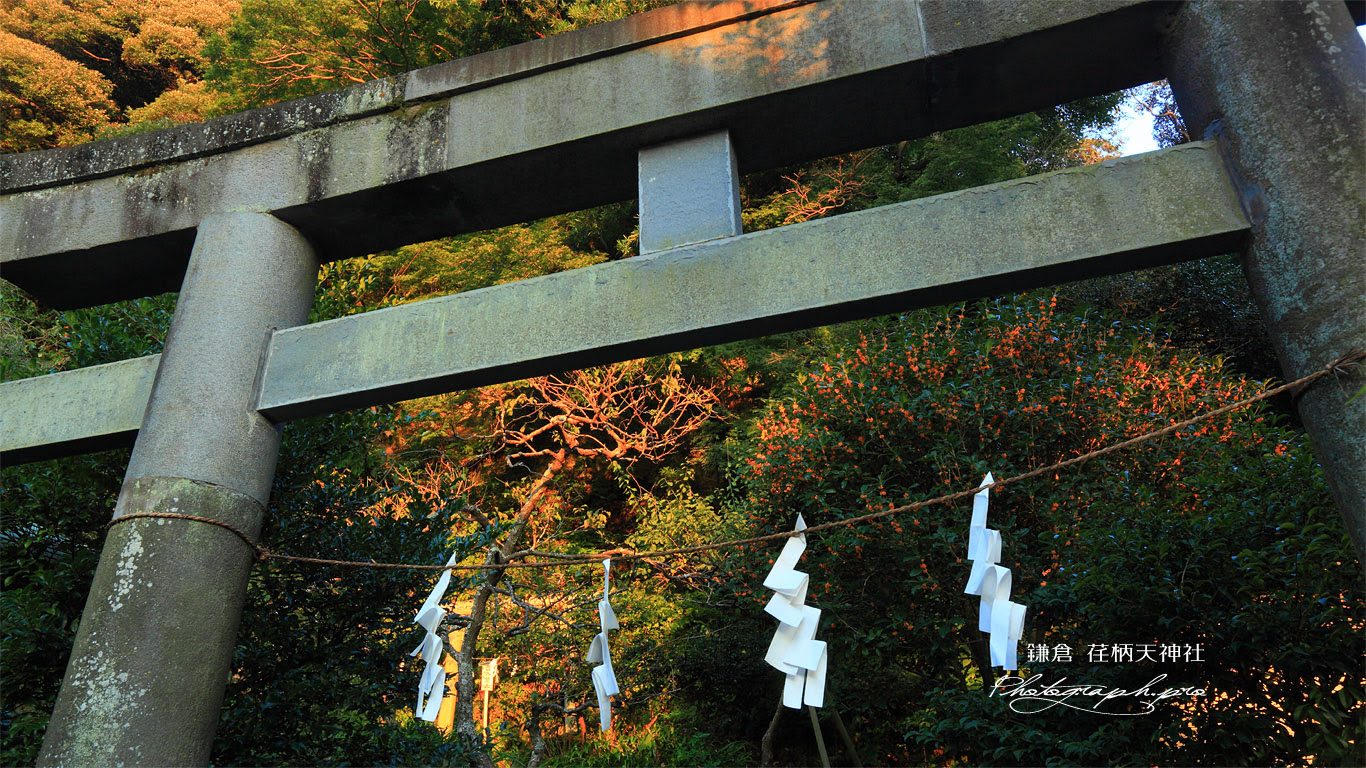 荏柄天神社 鳥居越しのキンモクセイ の壁紙 1366x768
