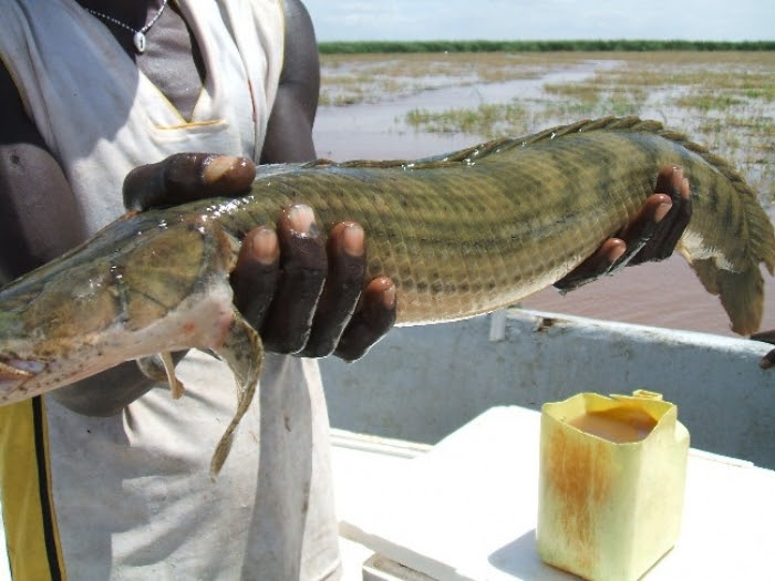 Senegal Bichir