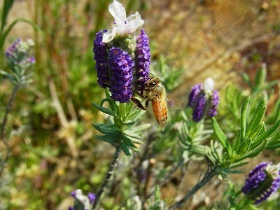 日本でラベンダーのハチミツは採れる 花を増やそう みつばち百花