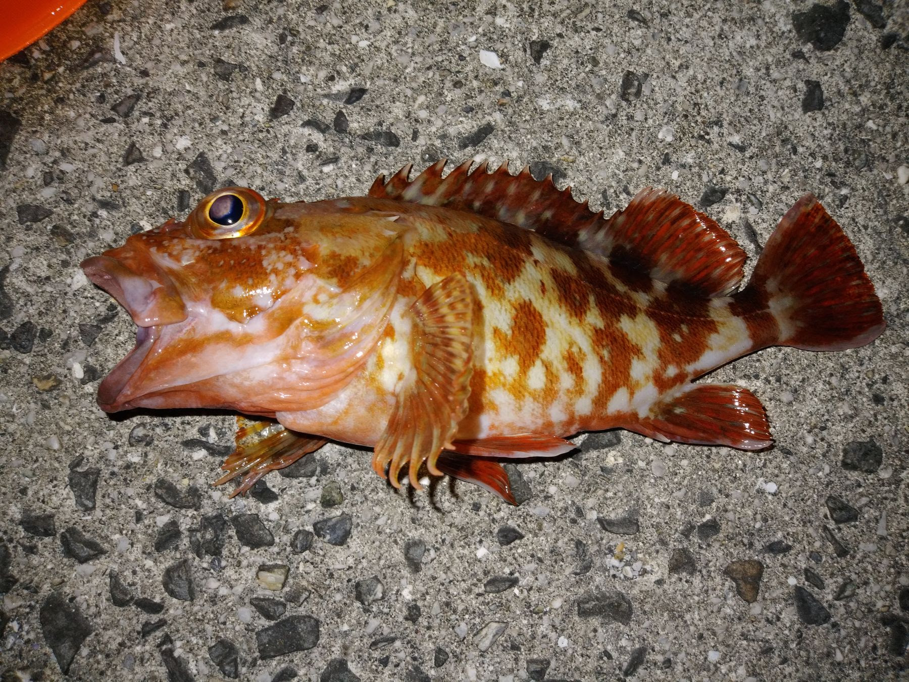 ゴンズイを食べる うまい魚には棘がある 趣味求真 Syumi Kyushin
