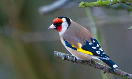 British Wildlife Photos on Finches Seen In The Uk S Gardens This Winter At Highest Level For Five