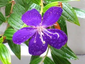 晩夏の花 ノボタン コートダジュール 花と旅のあるくらし