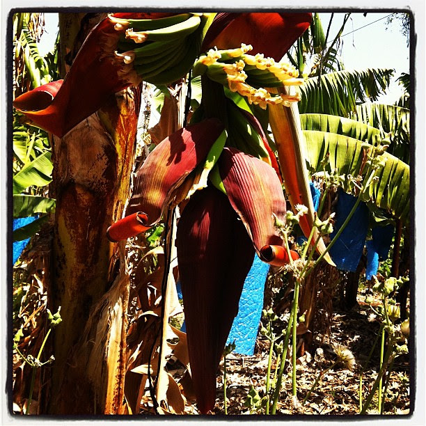 Banana blossom