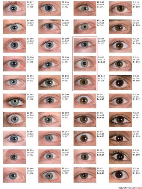 If one parent has brown eyes and the other has blue eyes, eye color is more of a toss up. structural eye color google search eye color facts eye color chart