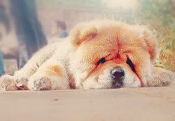 Fill yourself with more kawaii images only here at Kawaii Blast, where kawaiiness keeps on blasting! 