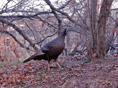 Hedda Gobbler