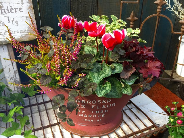 ガーデンシクラメン寄せ植え教室 開催し 熊本の大型総合園芸店 ナーセリーズ