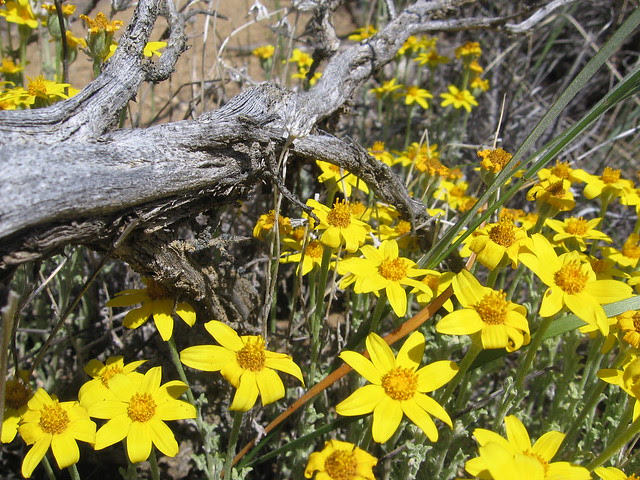 Fort Rock 8