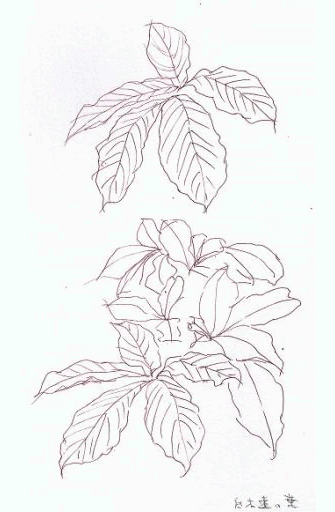 科学スケッチの方法 | 学習塾PIC（ピー・アイ・シー）