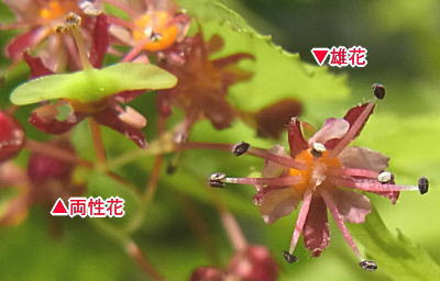 Updating Details Diary この花なんだ イロハモミジ すわ