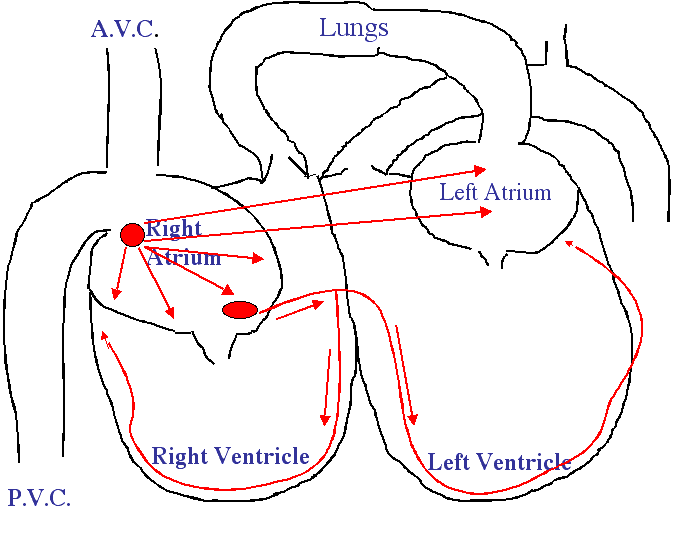 conducting system of heart. of the nervous system.