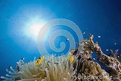  Anemone Fish on Red Sea Anemonefish  Amphipiron Bicinctus  Stock Photography   Image