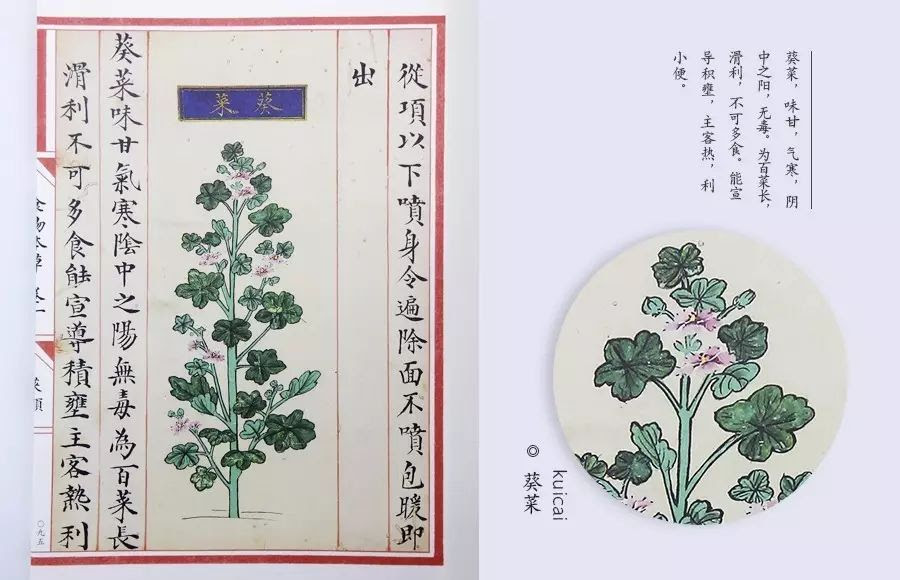 梅雨水 荇菜 青葵 古文中的食物 到底有多美 意外