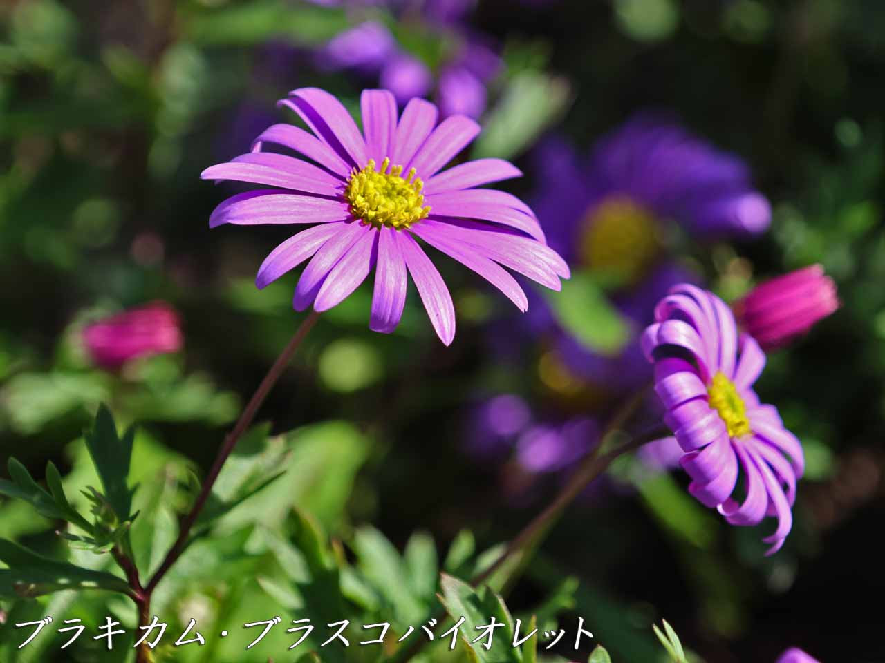 花図鑑 ブラキカム ブラスコバイオレット キク科ブラキカム属でブラキカムの園芸品種