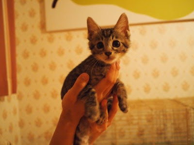 2013年09月13日の記事  cat cafe ねこびやか -黒猫cm-・・姫路駅前の 