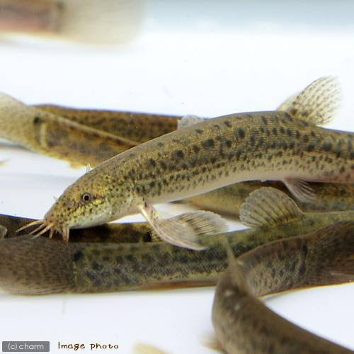 どじょうの飼育法 エサ 水温 繁殖 冬はヒーター必要 等まとめ ａｂｙの熱帯魚図鑑