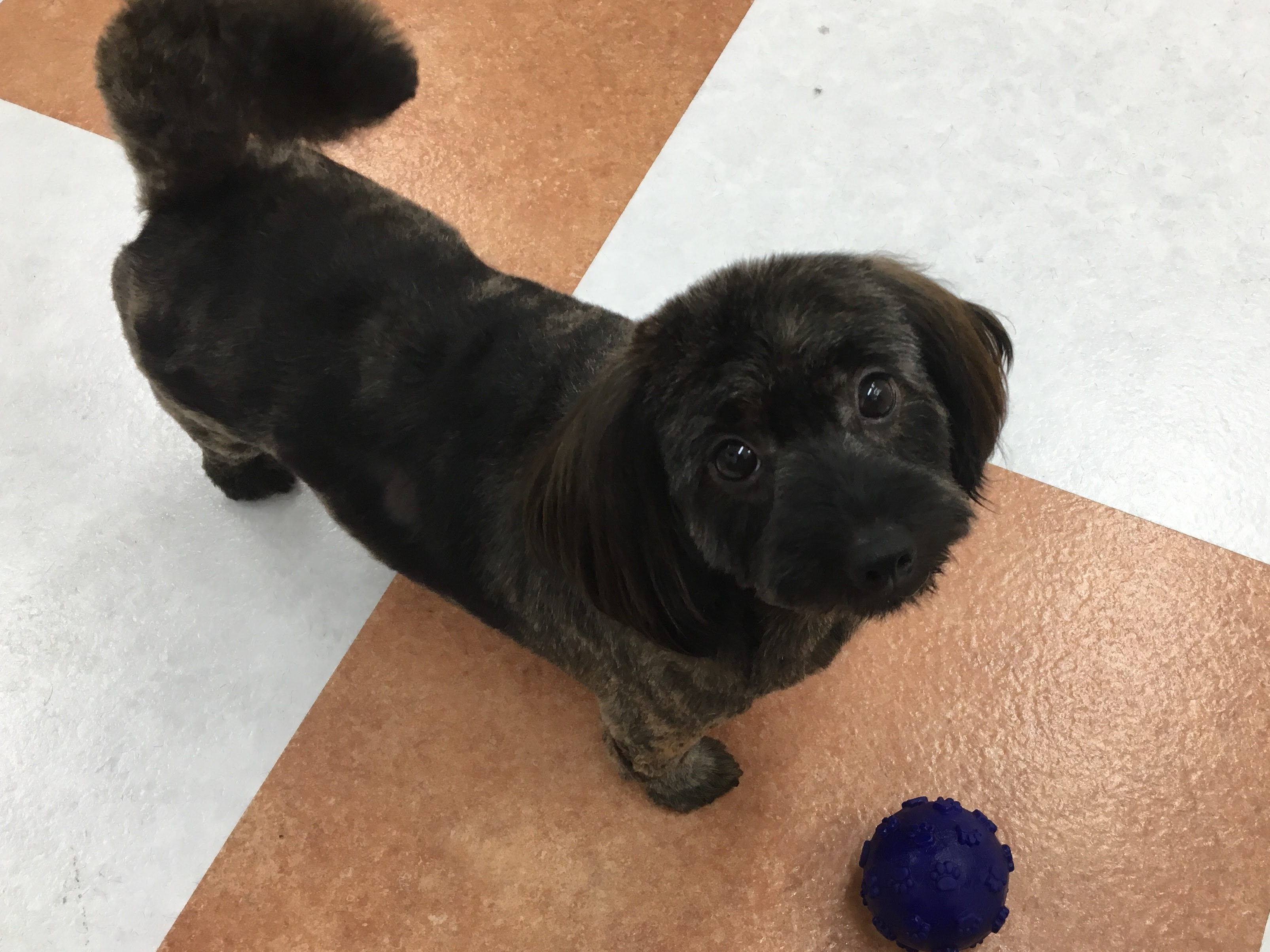 100 自然素材のアドニス橋本二本松店 ダップー Cocoちゃん