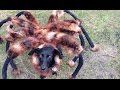 Funny Video Mutant Giant Spider Dog by SA Wardega