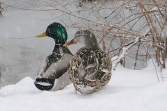 mallard pair in the snow