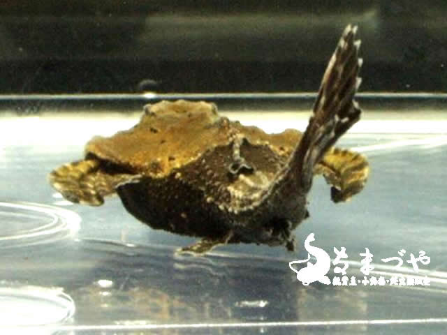 バンジョーキャット 入荷 小型ナマズの一種 日本産淡水魚 大型肉食魚なまづや新着情報ブログ