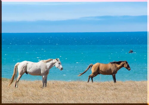 CoastalHorsies
