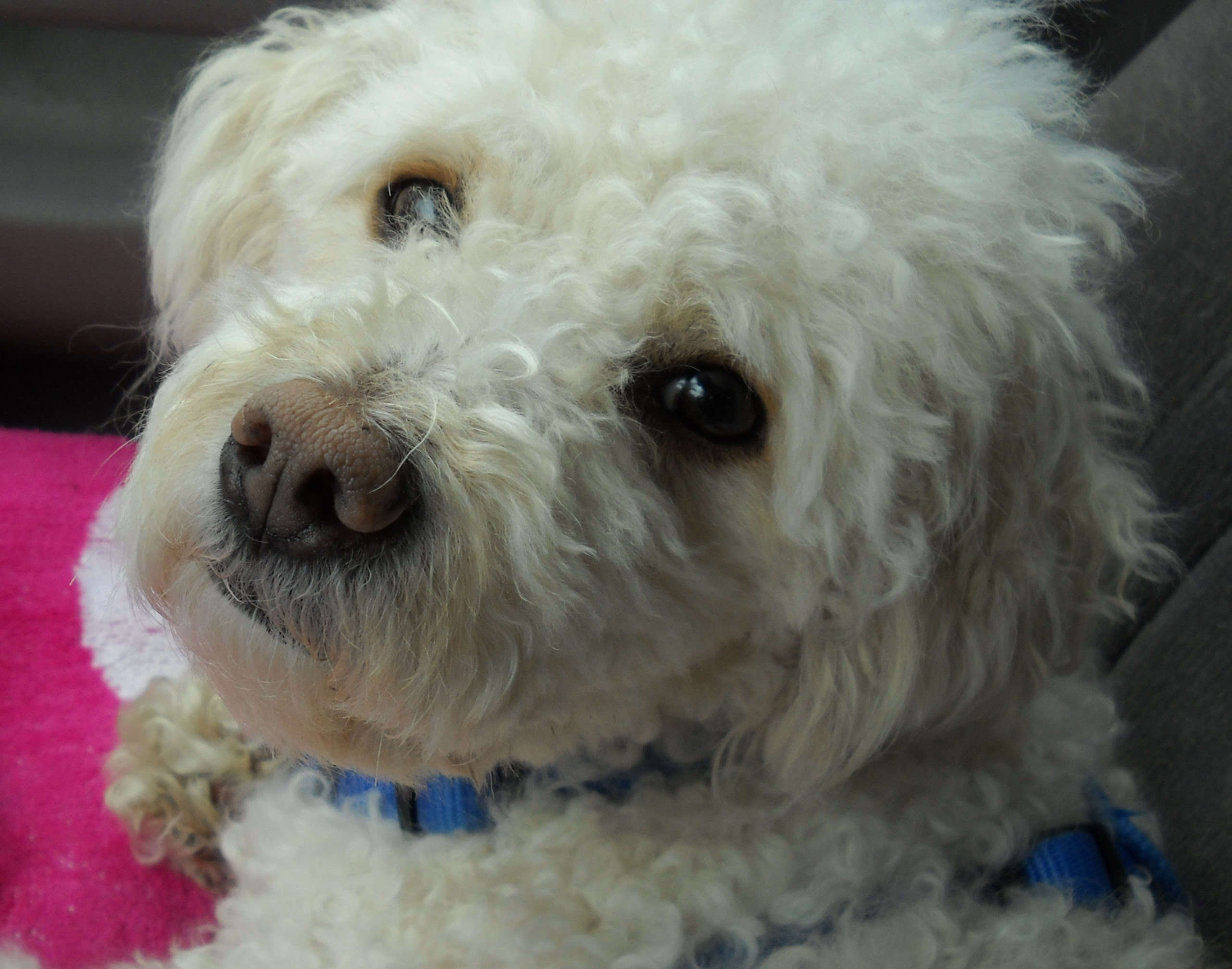 maltese puppy photos