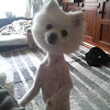 Hair Dye For Dogs / Paralyzed Dog Detailed Drag Bag Instructions Â· How To Make / The most important thing to remember is to not use hair dye for humans on your pet, as they can be toxic.