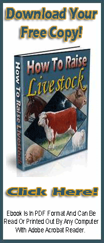 Click Here To Get Your Copy